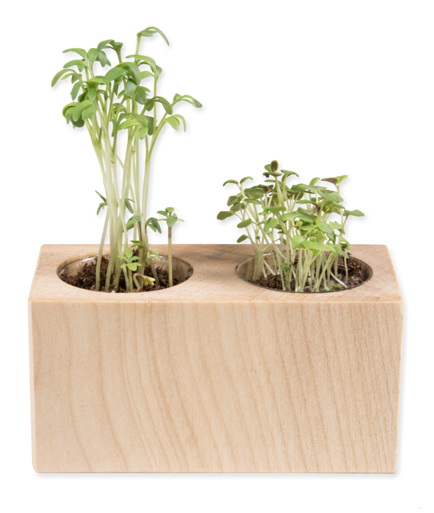 Plant in houten bak 12 x 4 x 4 cm / ca. 90 gram Yipp & Co